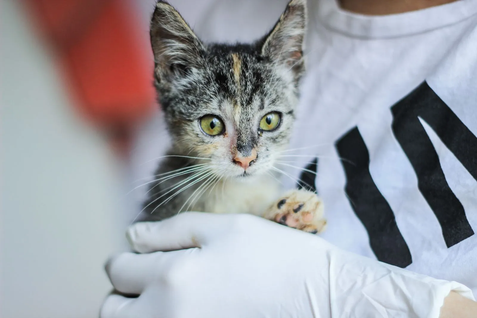 What Happens During a Cat Wellness Checkup